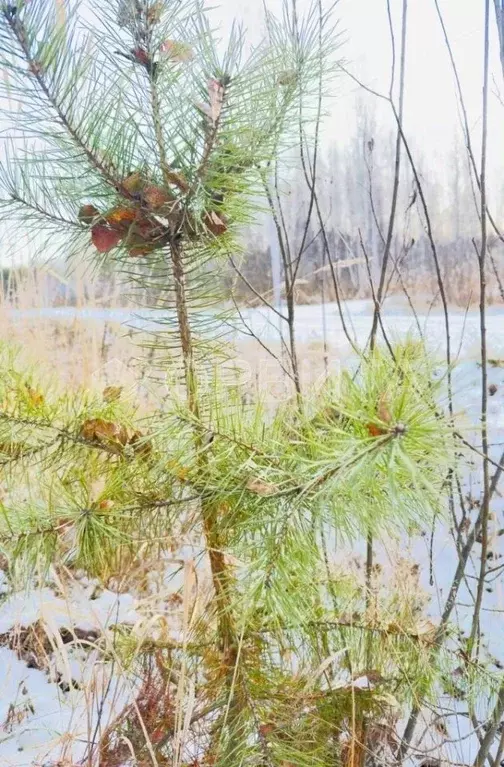 Участок в Тюменская область, Нижнетавдинский район, Березка СНТ  (6.0 ... - Фото 1