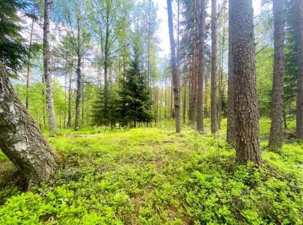 Участок в Ленинградская область, Всеволожский район, Куйвозовское ... - Фото 1