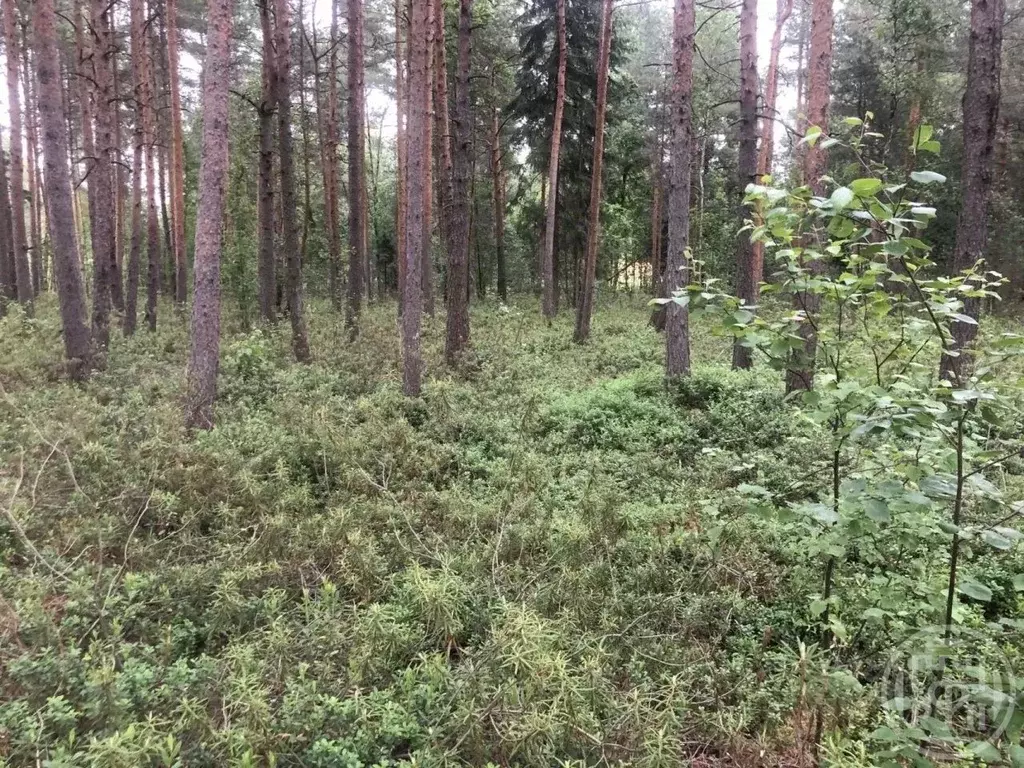 Участок в Ленинградская область, Кировский район, Синявинское ... - Фото 2