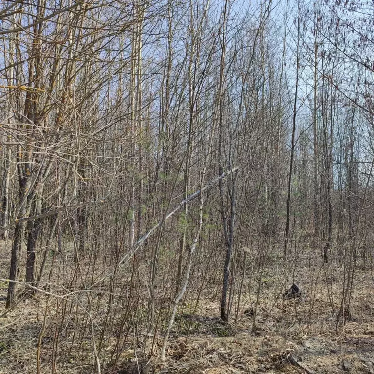 Участок в Московская область, Электрогорск Павлово-Посадский городской ... - Фото 0