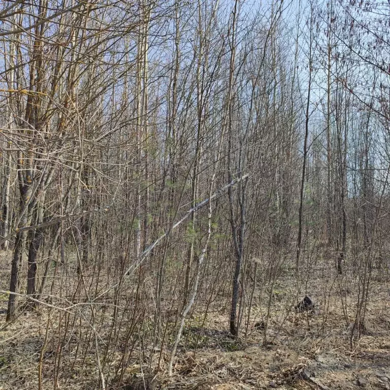 Участок в Московская область, Электрогорск Павлово-Посадский городской ... - Фото 0
