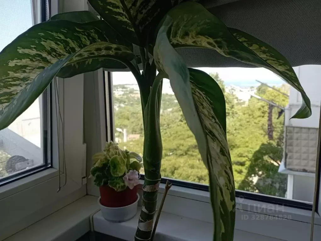 1-к кв. Севастополь ул. Генерала Жидилова, 42 (34.2 м) - Фото 2