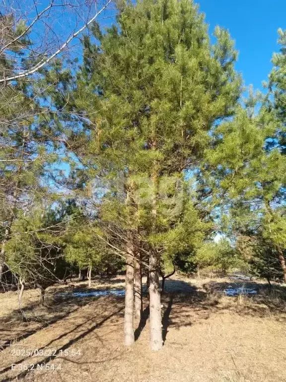 Участок в Калужская область, Перемышльский район, Корекозево с/пос, д. ... - Фото 2
