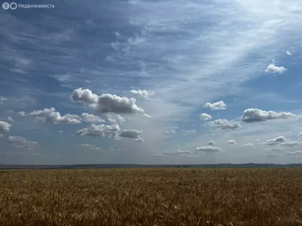 Участок в Ставропольский край, Андроповский муниципальный округ (516 ... - Фото 0