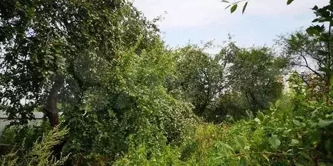 Участок 15 сот. (СНТ, ДНП) - Фото 0