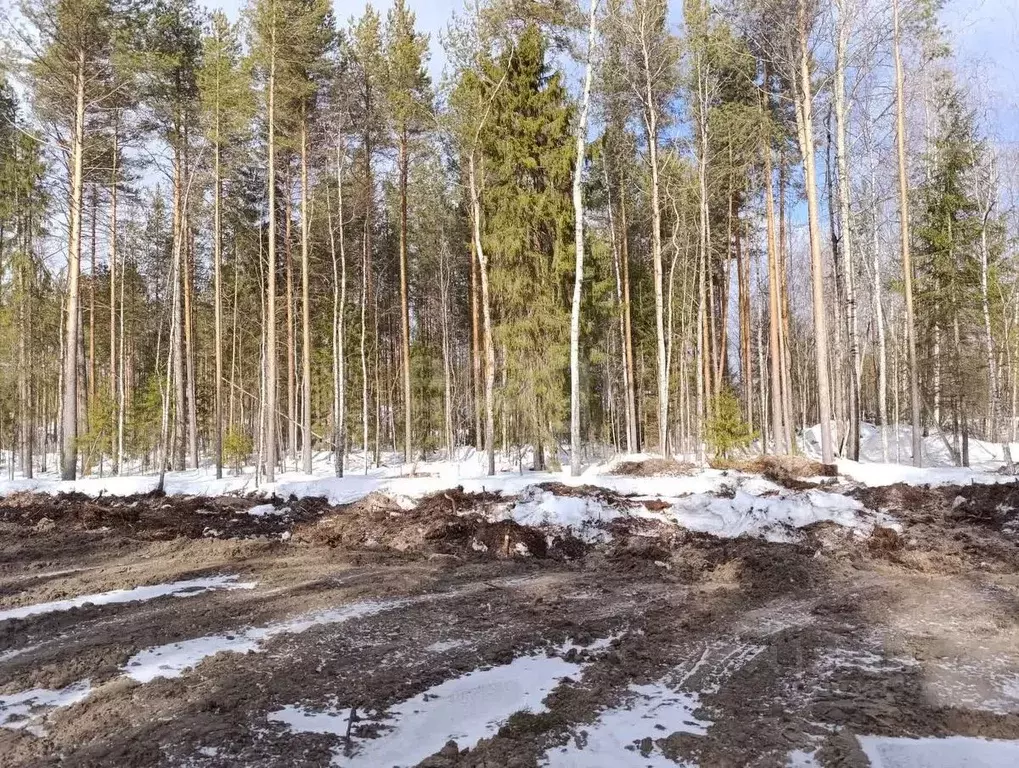 Участок в Коми, Сыктывкар городской округ, Верхняя Максаковка пгт, ... - Фото 1