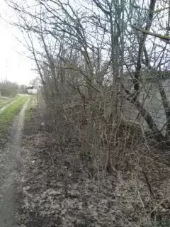 Участок в Липецкая область, Липецк Коммунальник СНТ, 8-я линия (6.0 ... - Фото 2