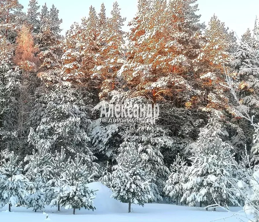 Участок в Ленинградская область, Приозерский район, Ларионовское ... - Фото 1