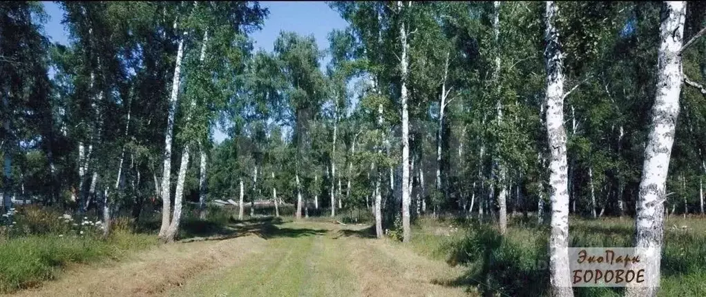 Участок в Новосибирская область, Новосибирский район, с. Боровое  ... - Фото 1