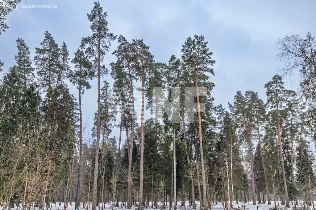 Участок в Одинцовский городской округ, деревня Папушево, коттеджный ... - Фото 1