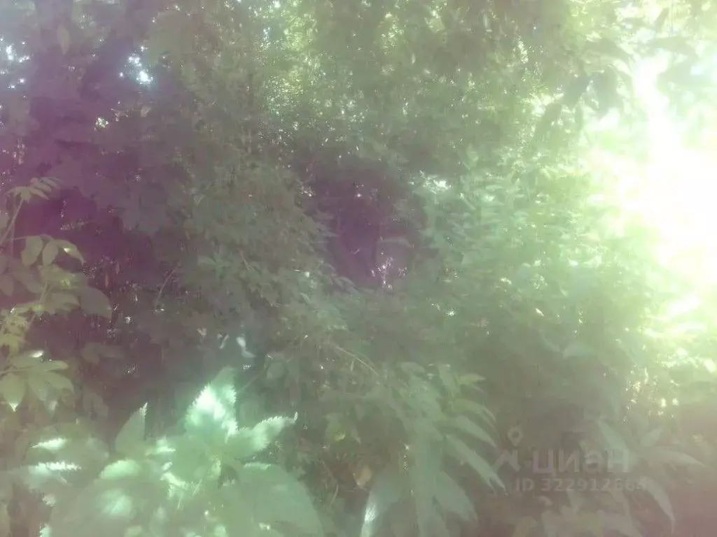 Участок в Брянская область, Мглинский район, Краснокосаровское с/пос, ... - Фото 2