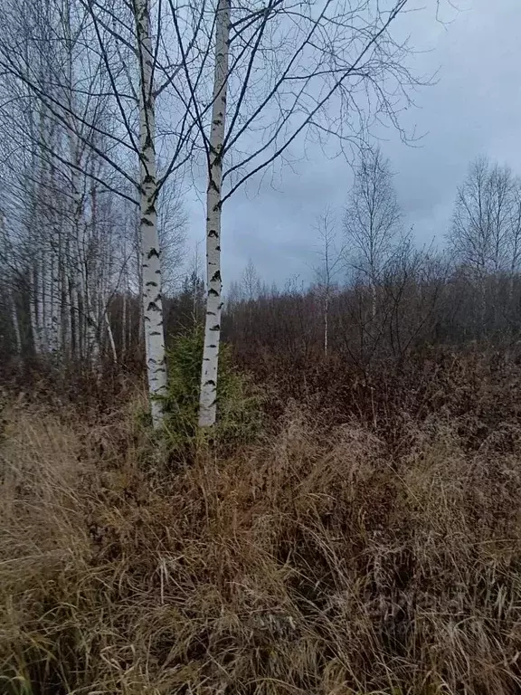 Участок в Кировская область, Киров городской округ, Надежда СДТ 6 ... - Фото 1