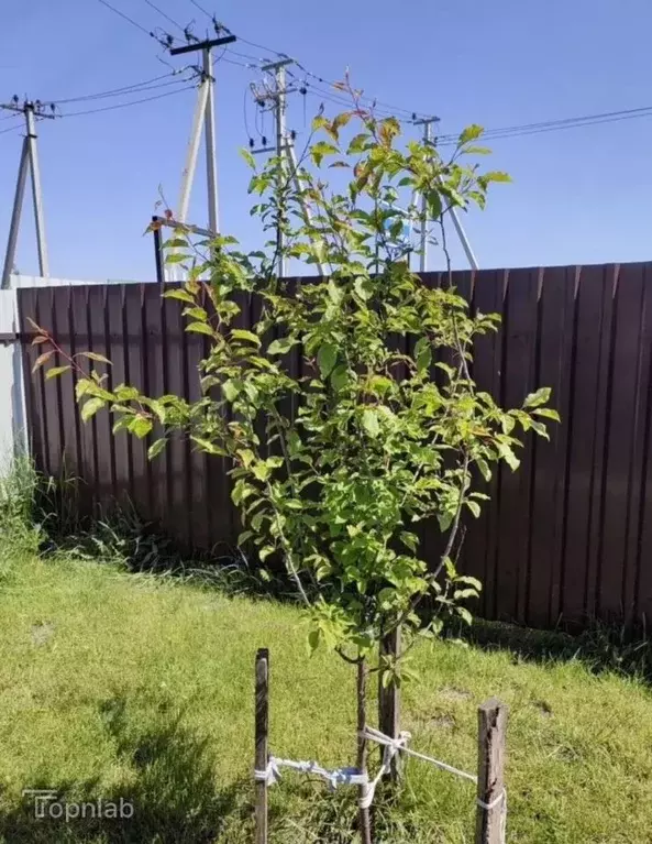 Таунхаус в Калининградская область, Гурьевский муниципальный округ, ... - Фото 2