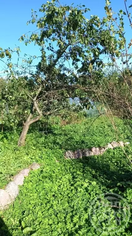 Участок в Ленинградская область, Ломоносовский район, Лебяженское ... - Фото 2