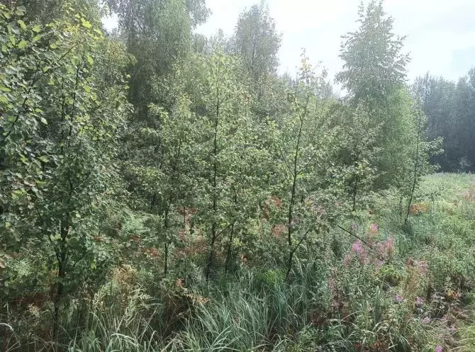 Участок в Московская область, Орехово-Зуевский городской округ, д. ... - Фото 1