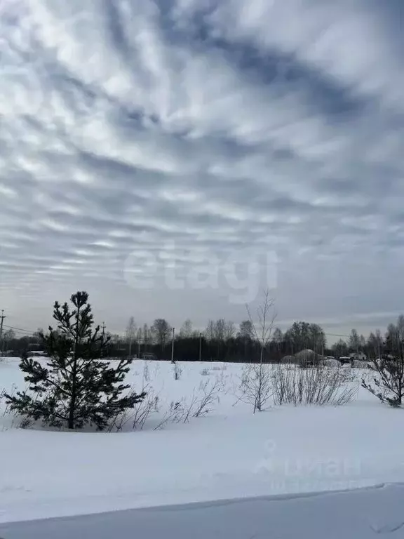 Участок в Новосибирская область, Коченевский район, Тальник СНТ ул. ... - Фото 1