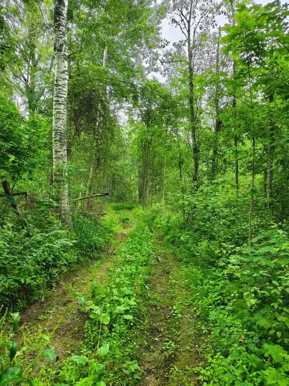 Участок в Ленинградская область, Лужский район, Осьминское с/пос, д. ... - Фото 1