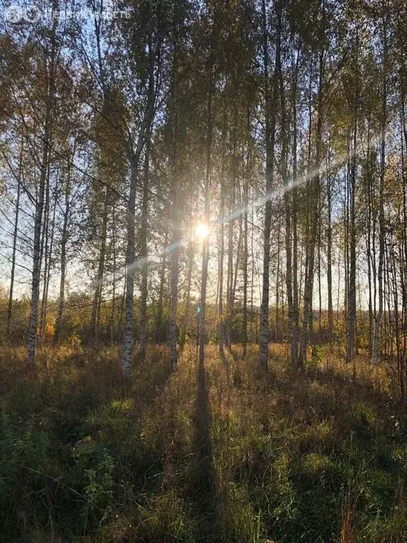 Участок в Кисельнинское сельское поселение, садоводческий массив ... - Фото 1