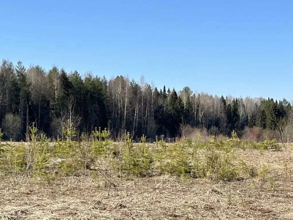 Участок в Кировская область, Кирово-Чепецкий район, Кстининское с/пос, ... - Фото 2