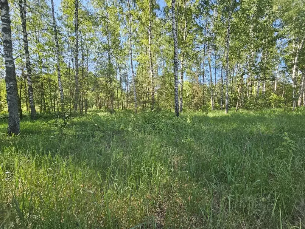 Участок в Московская область, Электроугли Богородский городской округ, ... - Фото 1