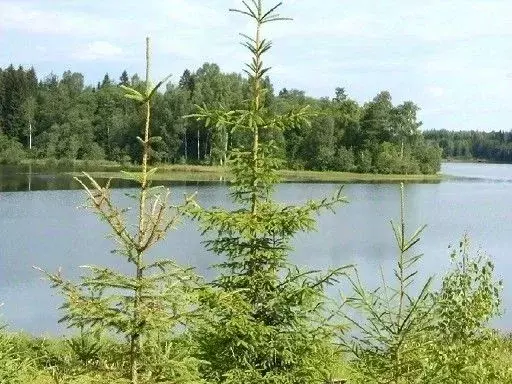 Участок в Новгородская область, Валдайский район, Костковское с/пос, ... - Фото 1