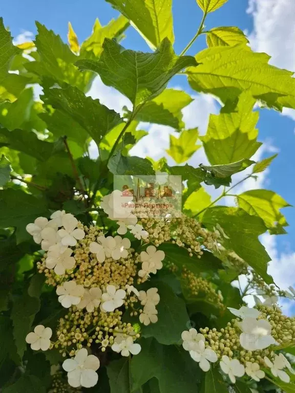 Участок в Саратовская область, Саратов ул. Камчатская (8.0 сот.) - Фото 1