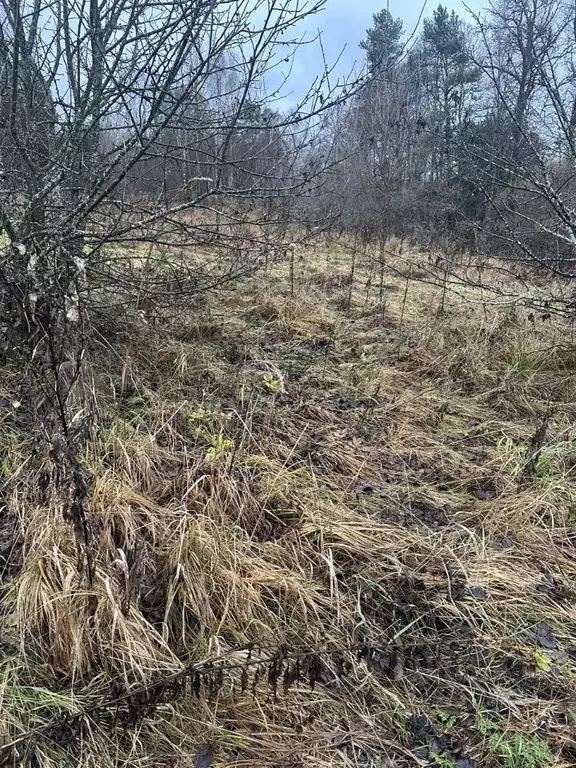 Участок в Московская область, Ступино городской округ, д. Калянино  ... - Фото 2