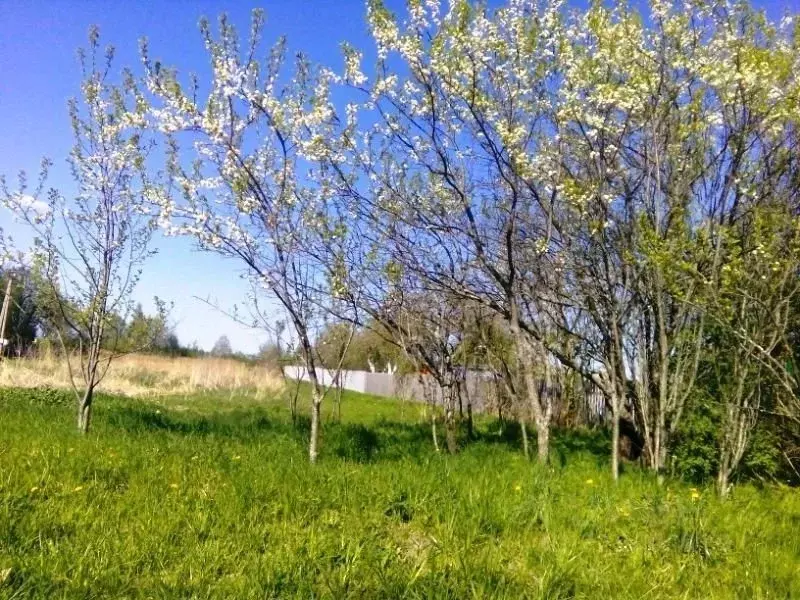 Участок в Московская область, Дмитровский муниципальный округ, д. ... - Фото 2