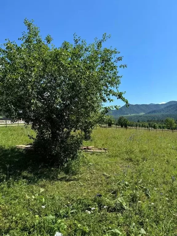 Участок в Алтай, Чемальский район, Узнезинское с/пос, с. Узнезя  ... - Фото 2
