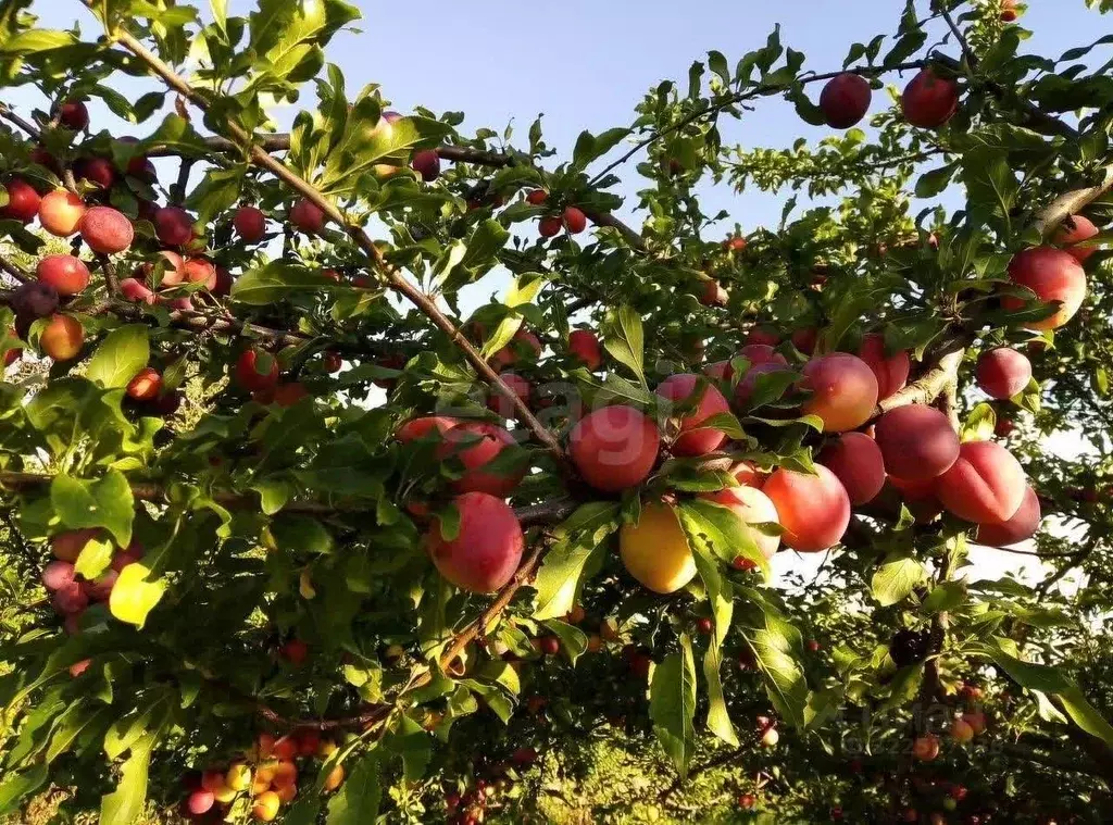 Дом в Курская область, Горшеченский район, Старороговский сельсовет, ... - Фото 2