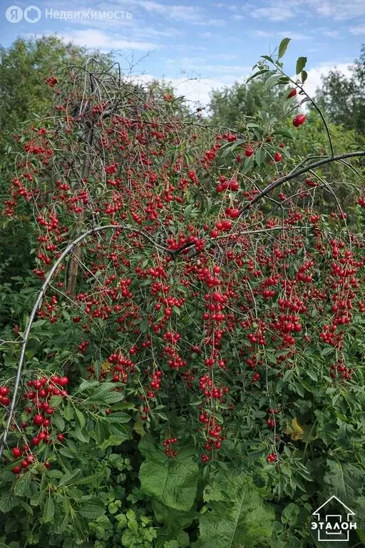 Дом в Омск, территория СОСН Дружба, 235 (70 м) - Фото 1