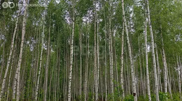 Участок в посёлок Октябрьский, КП Заречный, Весенняя улица (12 м) - Фото 2