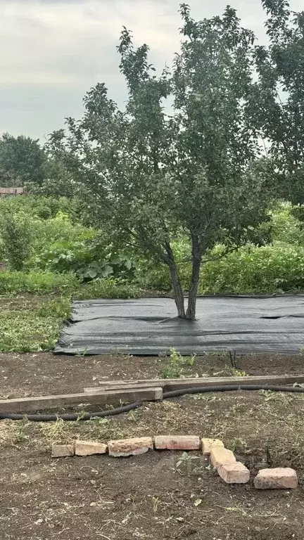 Участок в Оренбургская область, Орск № 6 Онос СНП, ул. Кедровая (9.8 ... - Фото 2