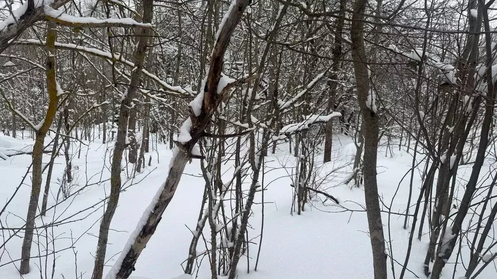 Участок в Московская область, Солнечногорск городской округ, д. ... - Фото 2