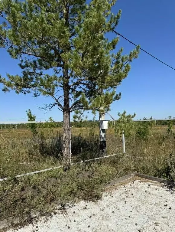 Участок в Самарская область, Красноярский район, Новый Буян с/пос, с. ... - Фото 1
