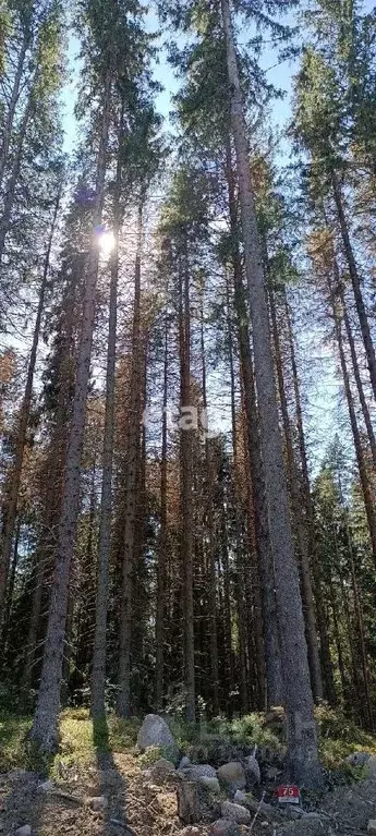 Участок в Ленинградская область, Выборгский район, Приморское ... - Фото 1