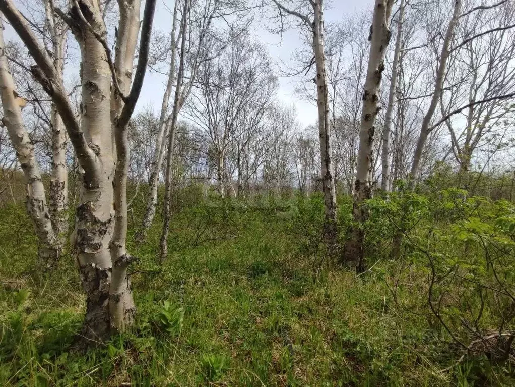 Участок в Камчатский край, Елизовский муниципальный округ, пос. ... - Фото 1
