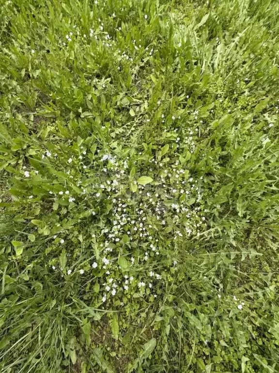 Участок в Калужская область, Перемышльский район, Большие Козлы с/пос, ... - Фото 2