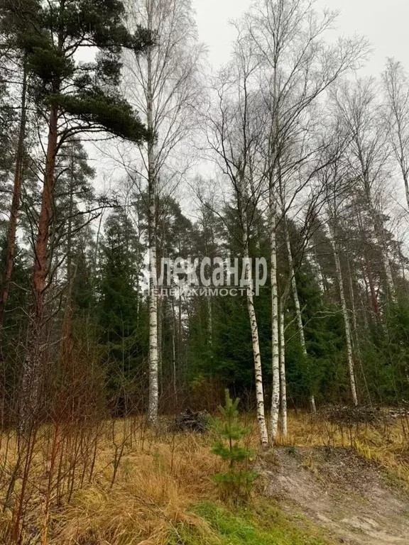 Участок в Ленинградская область, Приозерский район, Кузнечнинское ... - Фото 0