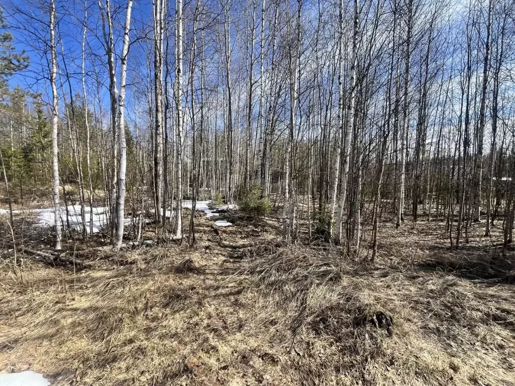 Участок в Коми, Сыктывдинский район, Выльгорт муниципальное ... - Фото 2