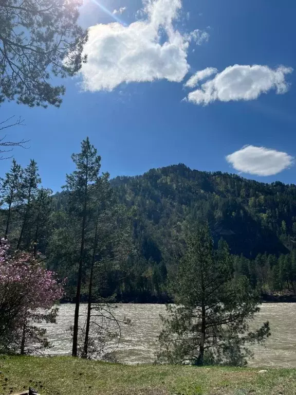 Участок в Алтай, Чемальский район, с. Чепош Спортивный пер., 36 (10.0 ... - Фото 1
