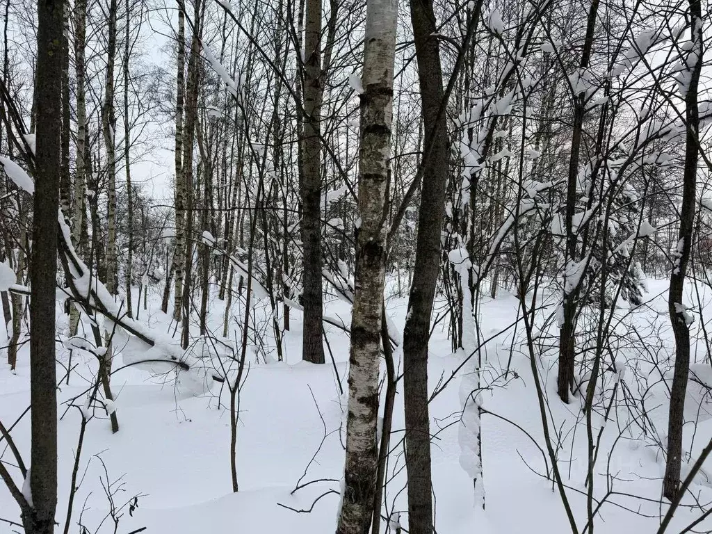 Участок в Московская область, Богородский городской округ, д. Пашуково ... - Фото 1