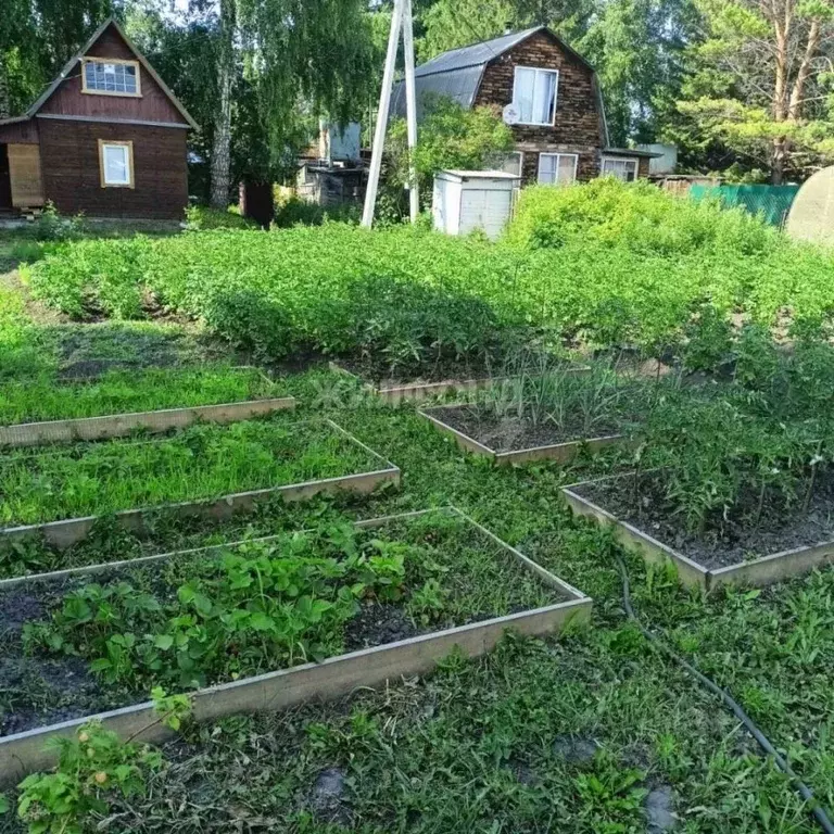 Дом в Новосибирская область, Новосибирский район, Толмачевский ... - Фото 1