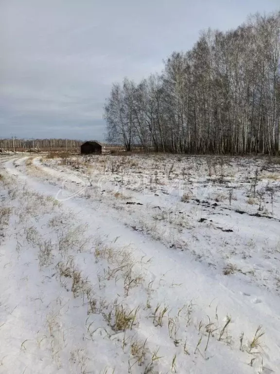 Участок в Тюменская область, Тюменский район, Новокаменский кп  (17.33 ... - Фото 1