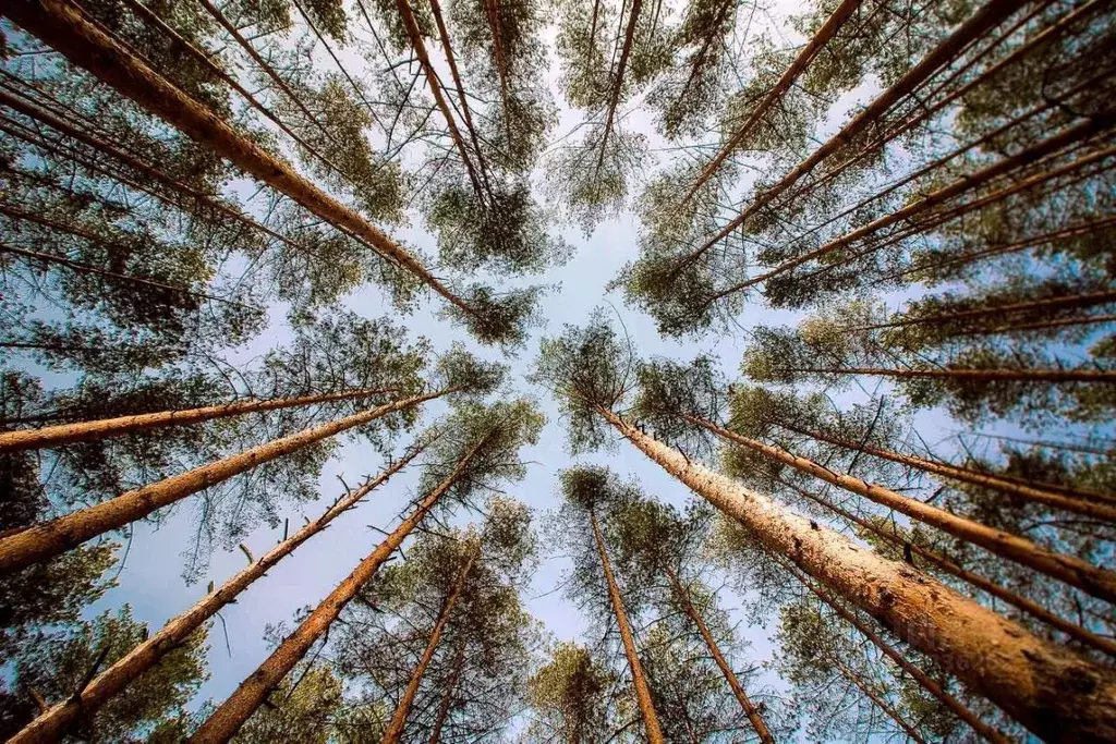 Участок в Владимирская область, Судогодский район, Вяткинское ... - Фото 2