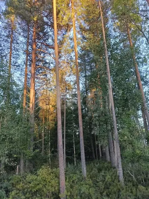 Участок в Коми, Сыктывкар городской округ, Верхняя Максаковка пгт 5-я ... - Фото 2