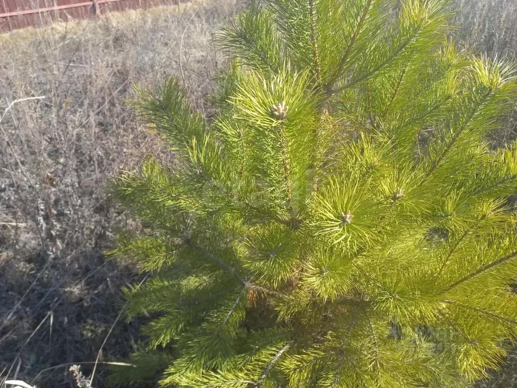 Участок в Тюменская область, Тюменский муниципальный округ, с. ... - Фото 2