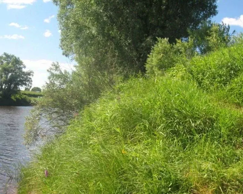 Участок в Новгородская область, Старая Русса  (16.0 сот.) - Фото 1
