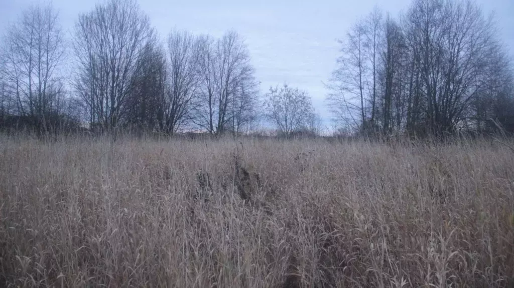 Участок в Московская область, Шаховская муниципальный округ, с. Белая ... - Фото 1