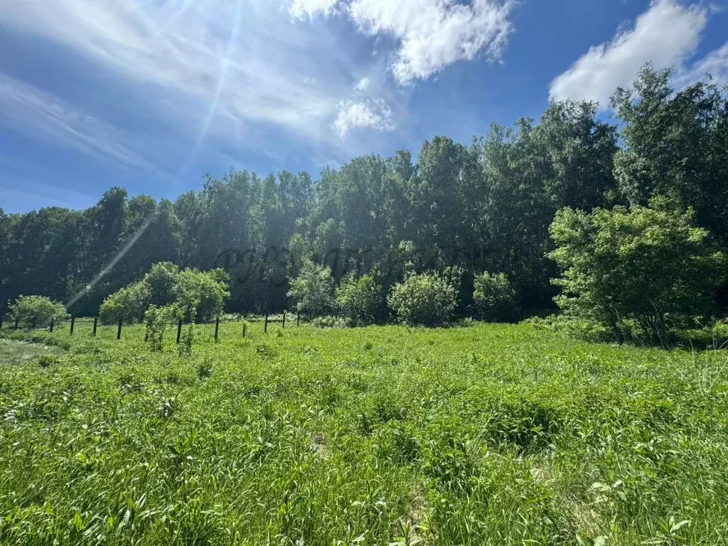 Участок в Алтайский край, Алтайский район, Айский сельсовет, с. Ая ул. ... - Фото 2